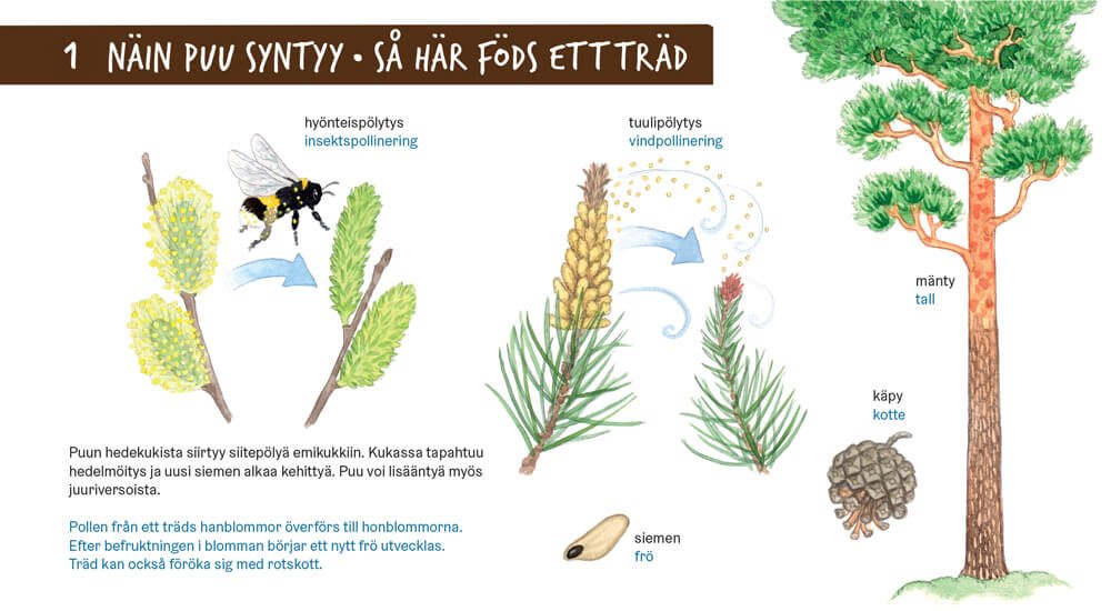 Så här föds ett träd