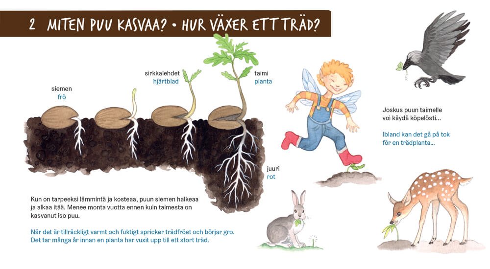 Hur växer ett träd?